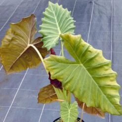 Alocasia Mayan Mask - Oreille D'éléphant