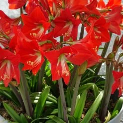 Amaryllis Pluriflore Striped Garden - Hippeastrum