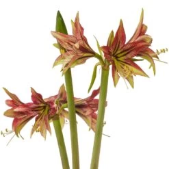 Amaryllis Cybister Mystica - Hippeastrum