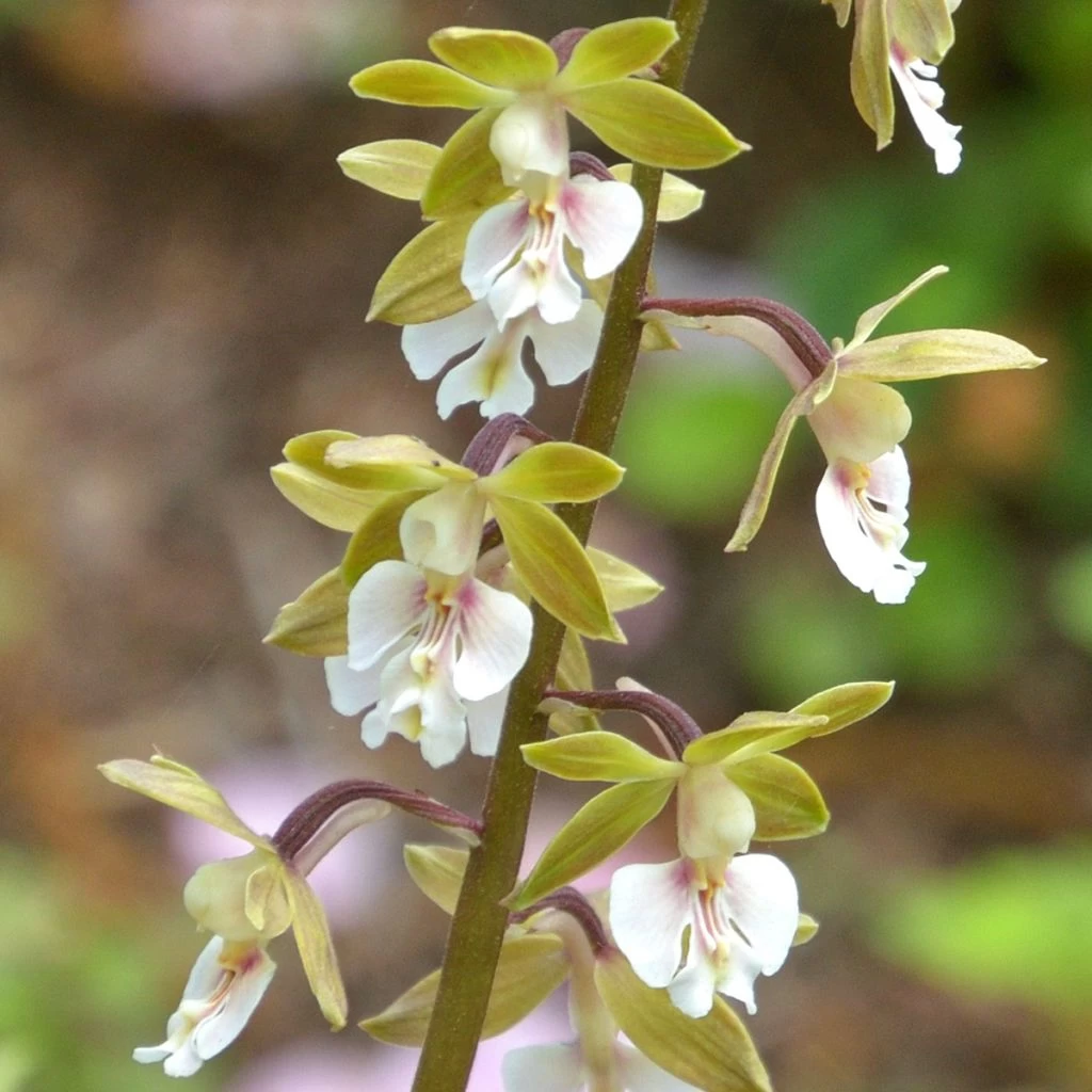 Calanthe Olive Green - Orchidée Vivace