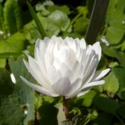 Sanguinaria Canadensis Flore Pleno - Sanguinaire