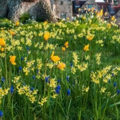 Collection Bulbes à Naturaliser Jaune/bleu