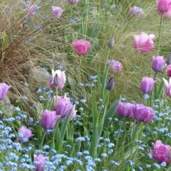 Collection Tulipes Voile De Parme